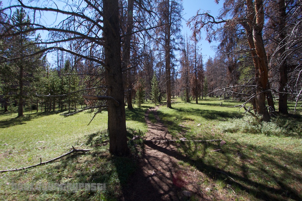 Bald Mountain Trail through forest