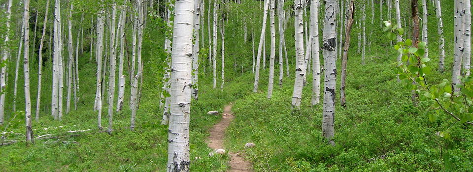 Shingle Creek, Uintas Shingle Creek, Uintas
