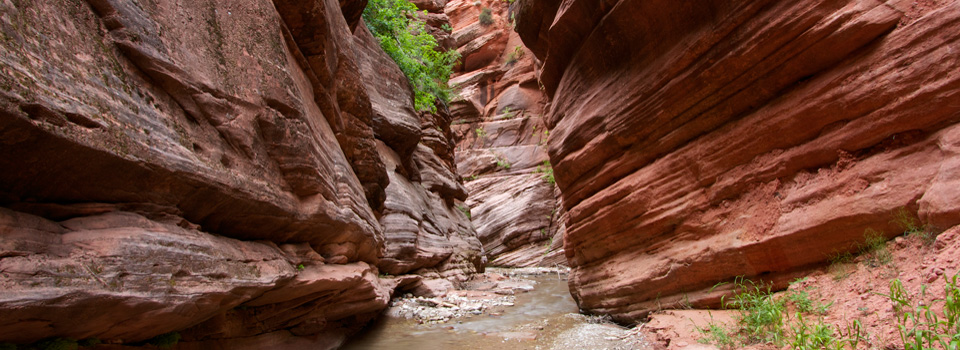Kolob Canyons, La Verkin Creek, June 2011 Kolob Canyons, La Verkin Creek, June 2011