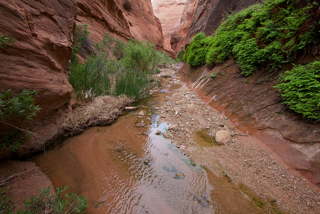 Lower Fortymile Gulch