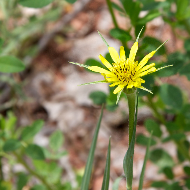 Goatsbeard Tragopogon Dubius
