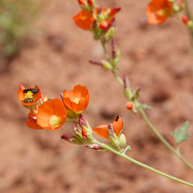 Rusby's Globemallow