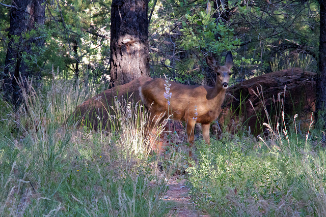 My morning visitor