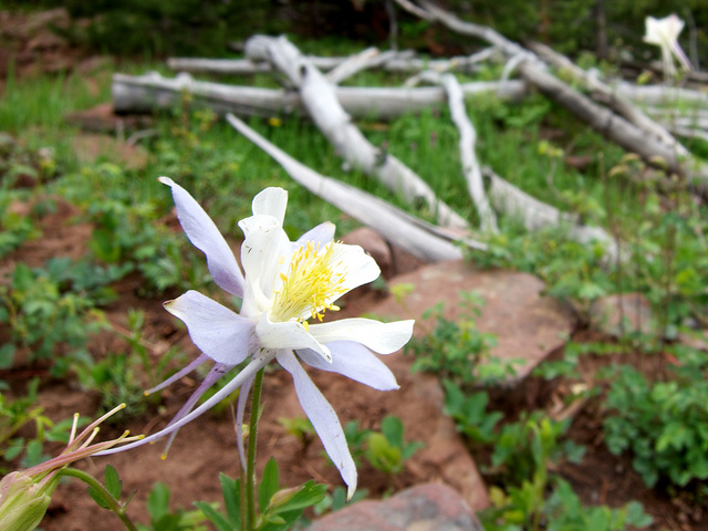 Columbine