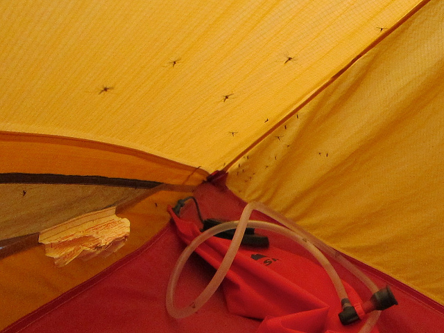 Mosquitos love orange tents