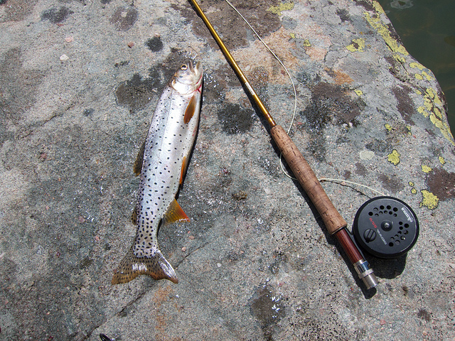 Cutthroat