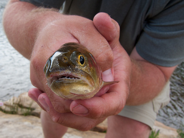 Cutthroat Trout