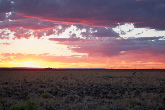 Where the antelope play