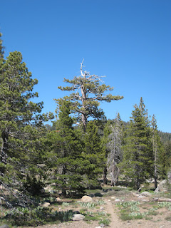 A towering tree on the plateau ©http://backpackthesierra.com