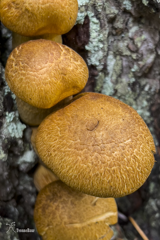 mushrooms%20copy-XL.jpg