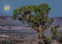 Waiting for Dawn.jpg