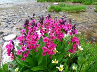 5224 - Windrivers08.JPG