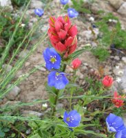 IMG_3115.JPG IMG_3115.JPG