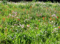 4771 - White Pine Lake.jpg