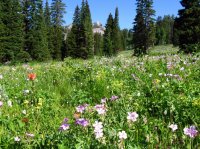 4774 - White Pine Lake.jpg