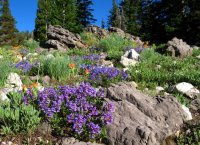 4592 - White Pine Lake - Wild Flowers.JPG