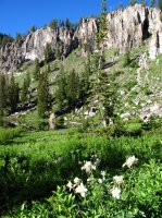 4616 - White Pine Lake - Wild Flowers.JPG