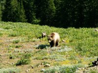 Yellowstone 2010\' 018.jpg Yellowstone 2010\' 018.jpg