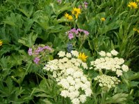 Yellowstone 08\' 030.jpg Yellowstone 08\' 030.jpg