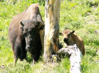 Yellowstone 08\' 133.jpg Yellowstone 08\' 133.jpg