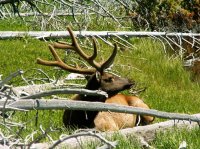 Yellowstone 2010\' 010.jpg Yellowstone 2010\' 010.jpg