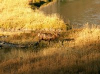 Yellowstone 06\' 045.jpg Yellowstone 06\' 045.jpg