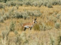 Yellowstone 06\' 013.jpg Yellowstone 06\' 013.jpg