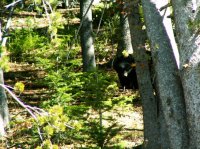 Yellowstone 06\' 034.jpg Yellowstone 06\' 034.jpg