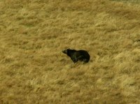 Yellowstone 06\' 122.jpg Yellowstone 06\' 122.jpg