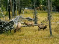 Yellowstone 06\' 094.jpg Yellowstone 06\' 094.jpg