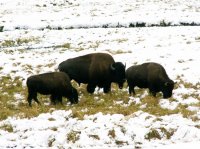 Yellowstone 06\' 147.jpg Yellowstone 06\' 147.jpg