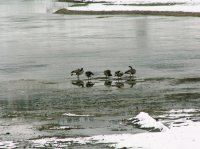 Yellowstone 06\' 146.jpg Yellowstone 06\' 146.jpg