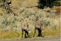 Yellowstone 06\' 027.jpg Yellowstone 06\' 027.jpg