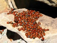 IMG_3875 - Wellsvilles - Deep Canyon.JPG