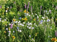 IMG_4455 - Stewart Pass.JPG