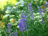 4457 - Stewart Pass.JPG