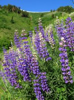 4498 - Stewart Pass.JPG