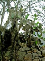 salkantay cactus.jpg