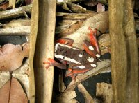 clow face tree frog.jpg