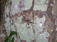 tailess whip scorpion .jpg