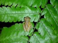 tree frog.jpg