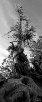 huge tree black and white small.jpg