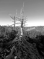 The tree black and whitesmall.jpg