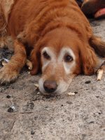 P8101970ed (Large).JPG P8101970ed (Large).JPG