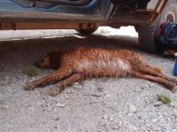 P8122159ed (Large).JPG P8122159ed (Large).JPG