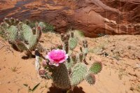 fifty-mile-creek-escalante-6.jpg