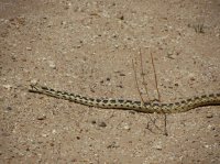 IMG_4267.JPG IMG_4267.JPG