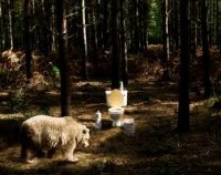 bear toilet.jpg