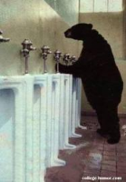 bear peeing.png