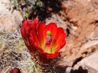 P4300535ed (Large).jpg P4300535ed (Large).jpg